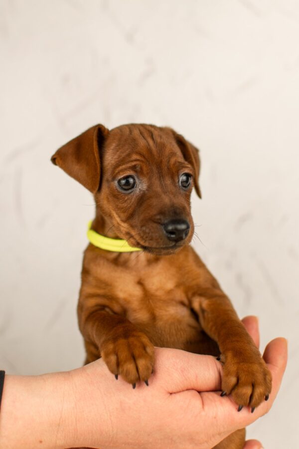 Capone Miniature Pinscher Capone Miniature Pinscher