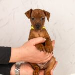 Capone-male-Miniature-pinscher-puppy-for-sale-7