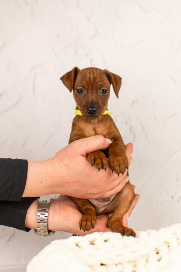 Capone Miniature Pinscher Capone Miniature Pinscher