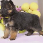 Cara-female-german-shepherd-puppy-for-sale- (1)