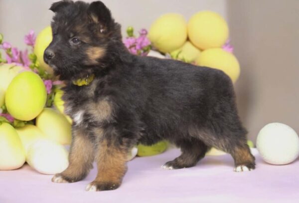 Cara German Shepherd Cara German Shepherd