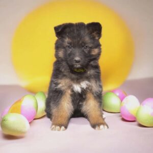 Cara German Shepherd Cara German Shepherd