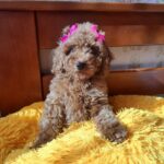 Carlina-female-poodle-puppy-for-sale-1