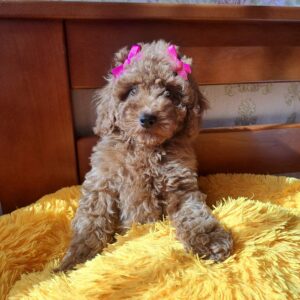 Minsa Toy Poodle Minsa Toy Poodle
