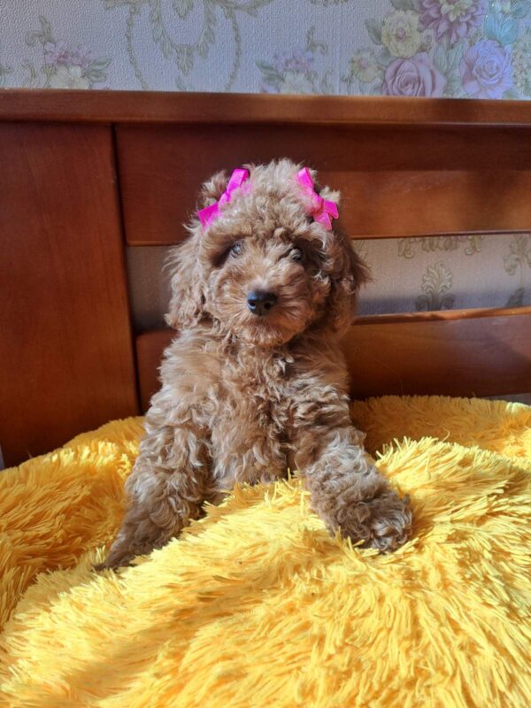 Minsa Toy Poodle Minsa Toy Poodle