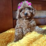 Carlina-female-poodle-puppy-for-sale-2