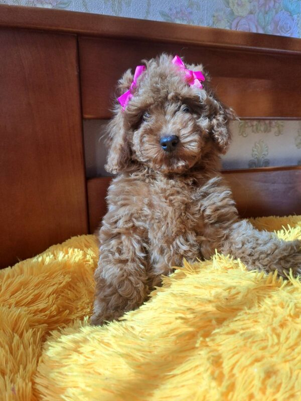 Minsa Toy Poodle Minsa Toy Poodle