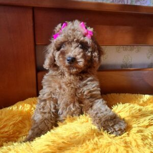 Minsa Toy Poodle Minsa Toy Poodle