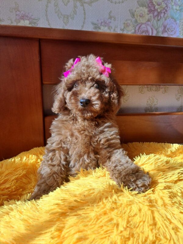 Minsa Toy Poodle Minsa Toy Poodle