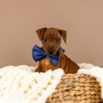 Carlito-male-Miniature-pinscher-puppy-for-sale-1