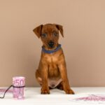 Carlito-male-Miniature-pinscher-puppy-for-sale-2