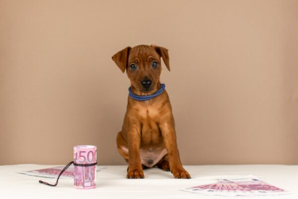 Carlito Miniature Pinscher Carlito Miniature Pinscher