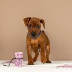 Carlito-male-Miniature-pinscher-puppy-for-sale-3
