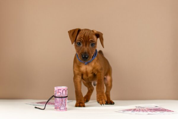 Carlito Miniature Pinscher Carlito Miniature Pinscher