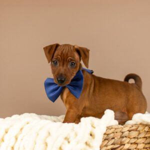 Carlito Miniature Pinscher Carlito Miniature Pinscher