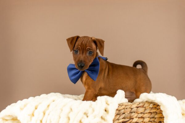 Carlito Miniature Pinscher Carlito Miniature Pinscher