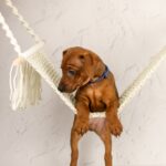 Carlito-male-Miniature-pinscher-puppy-for-sale-5