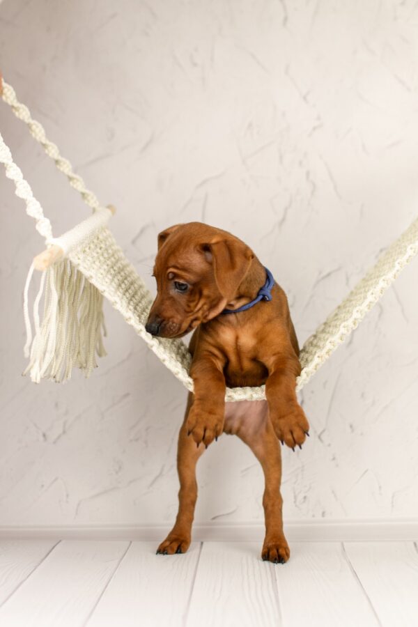 Carlito Miniature Pinscher Carlito Miniature Pinscher