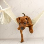 Carlito-male-Miniature-pinscher-puppy-for-sale-6