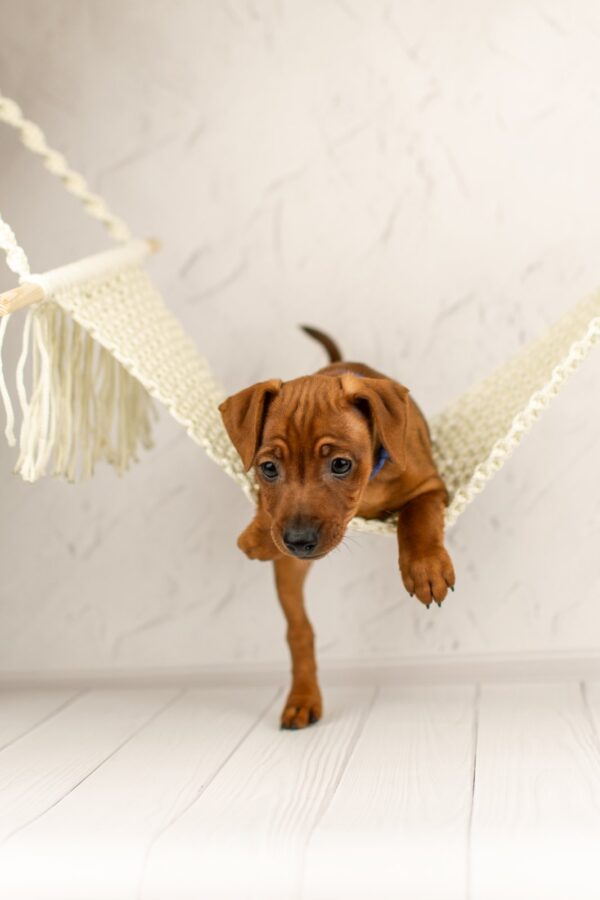 Carlito Miniature Pinscher Carlito Miniature Pinscher