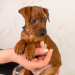 Carlito-male-Miniature-pinscher-puppy-for-sale-7