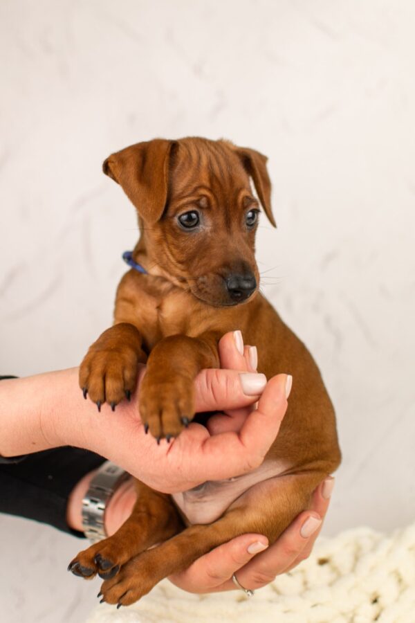 Carlito Miniature Pinscher Carlito Miniature Pinscher