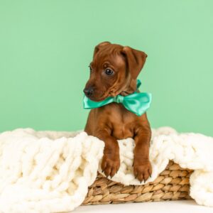 Carmine Miniature Pinscher Carmine Miniature Pinscher