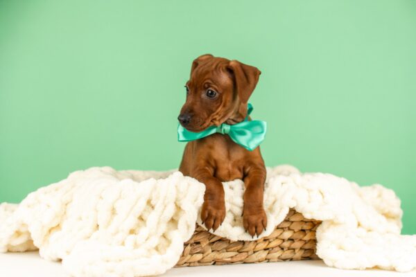 Carmine Miniature Pinscher Carmine Miniature Pinscher