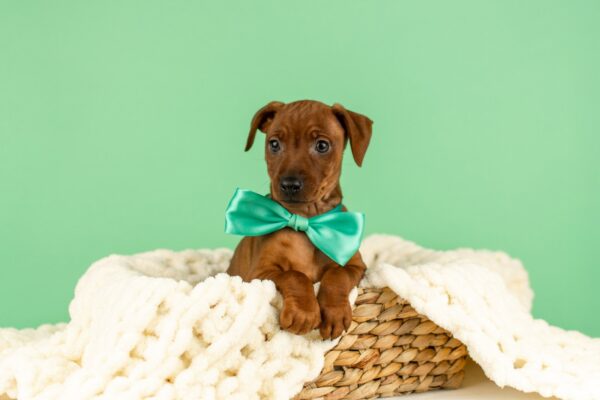 Carmine Miniature Pinscher Carmine Miniature Pinscher