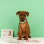 Carmine-male-Miniature-pinscher-puppy-for-sale-3