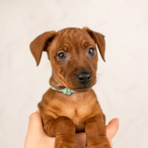 Carmine Miniature Pinscher Carmine Miniature Pinscher