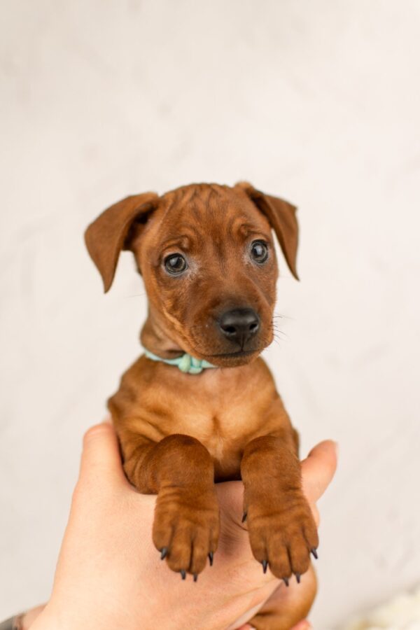 Carmine Miniature Pinscher Carmine Miniature Pinscher