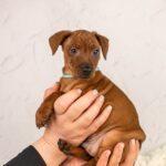 Carmine-male-Miniature-pinscher-puppy-for-sale-5