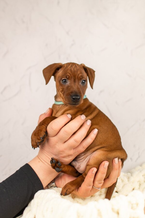 Carmine Miniature Pinscher Carmine Miniature Pinscher