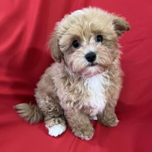 Cherri Maltipoo Cherri Maltipoo