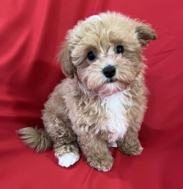 Cherri Maltipoo Cherri Maltipoo