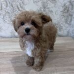 Cherri-male-maltipoo-puppy-for-sale-1 (2)