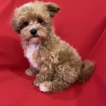 Cherri-male-maltipoo-puppy-for-sale-1 (3)