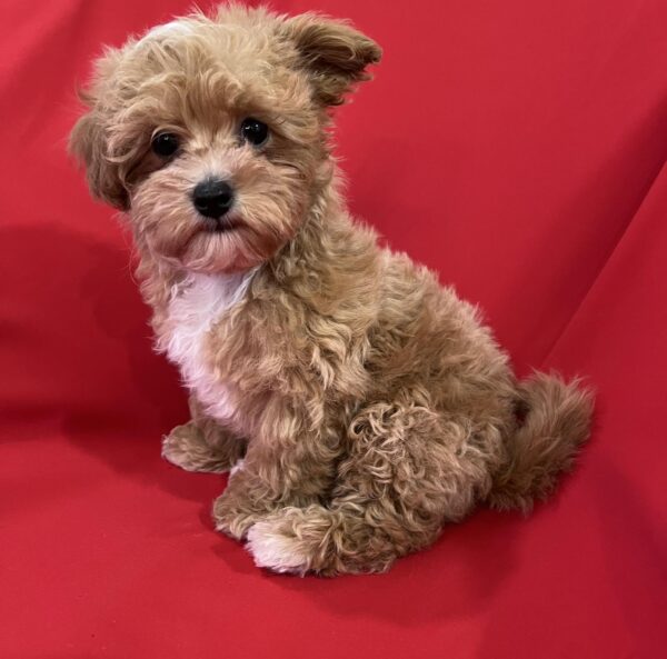 Cherri Maltipoo Cherri Maltipoo