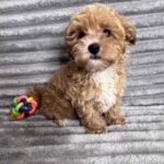 Cherri-male-maltipoo-puppy-for-sale-1 (4)