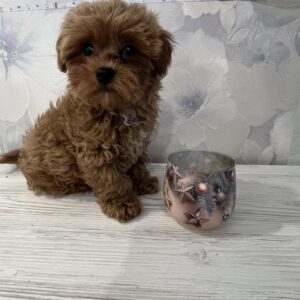 Chicago Maltipoo Chicago Maltipoo