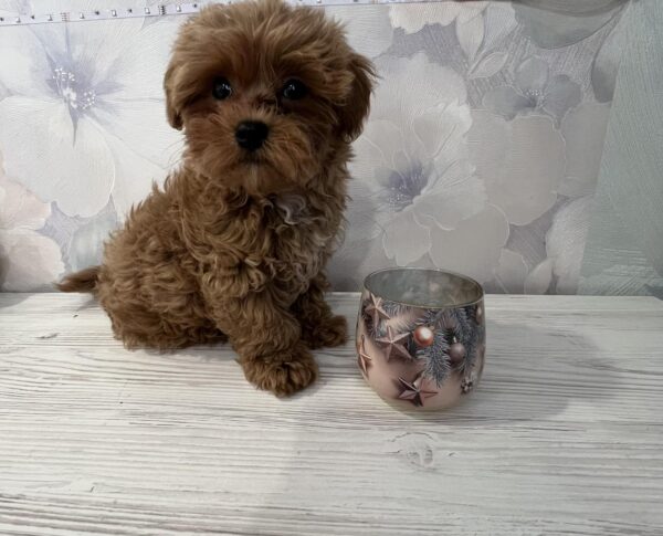 Chicago Maltipoo Chicago Maltipoo