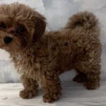 Chicago-male-maltipoo-puppy-for-sale-1 (2)