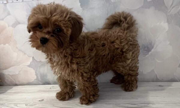 Chicago Maltipoo Chicago Maltipoo