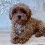 Chicago-male-maltipoo-puppy-for-sale-1 (3)
