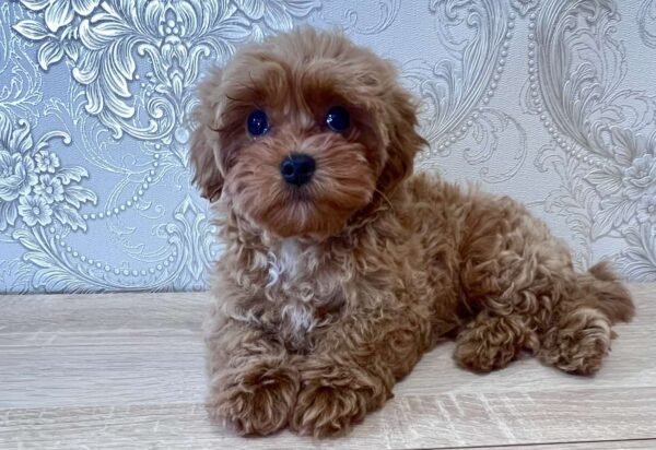 Chicago Maltipoo Chicago Maltipoo