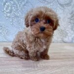 Chicago-male-maltipoo-puppy-for-sale-1 (4)