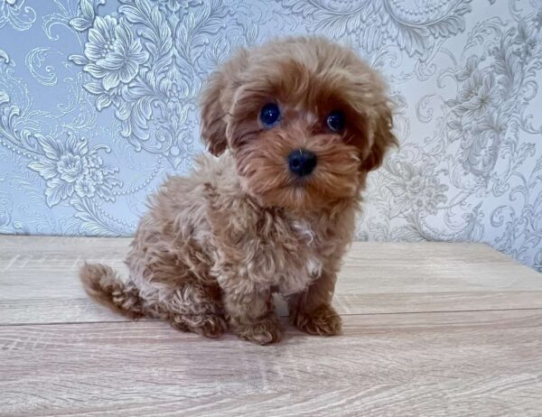 Chicago Maltipoo Chicago Maltipoo