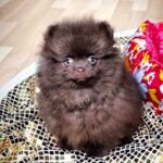 Chopin-male-Pomeranian puppy-for-sale-1