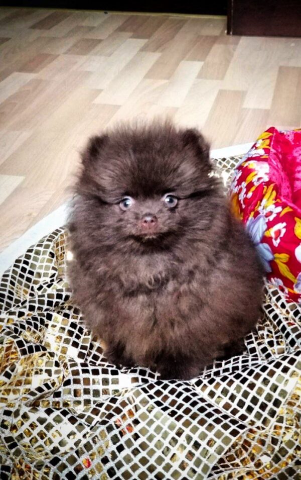 Chopin Pomeranian Chopin Pomeranian